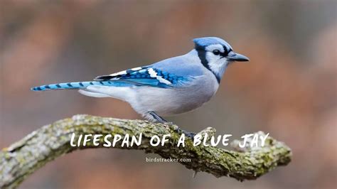 blue jay life span